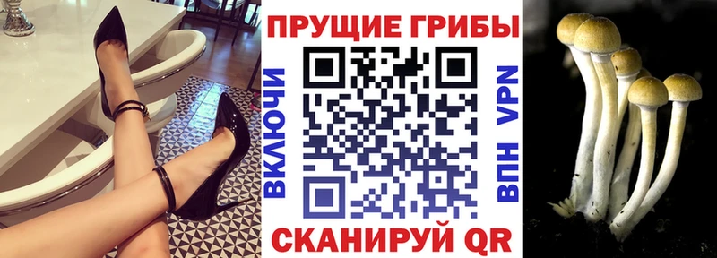 Галлюциногенные грибы мицелий  Купить где  Шадринск 